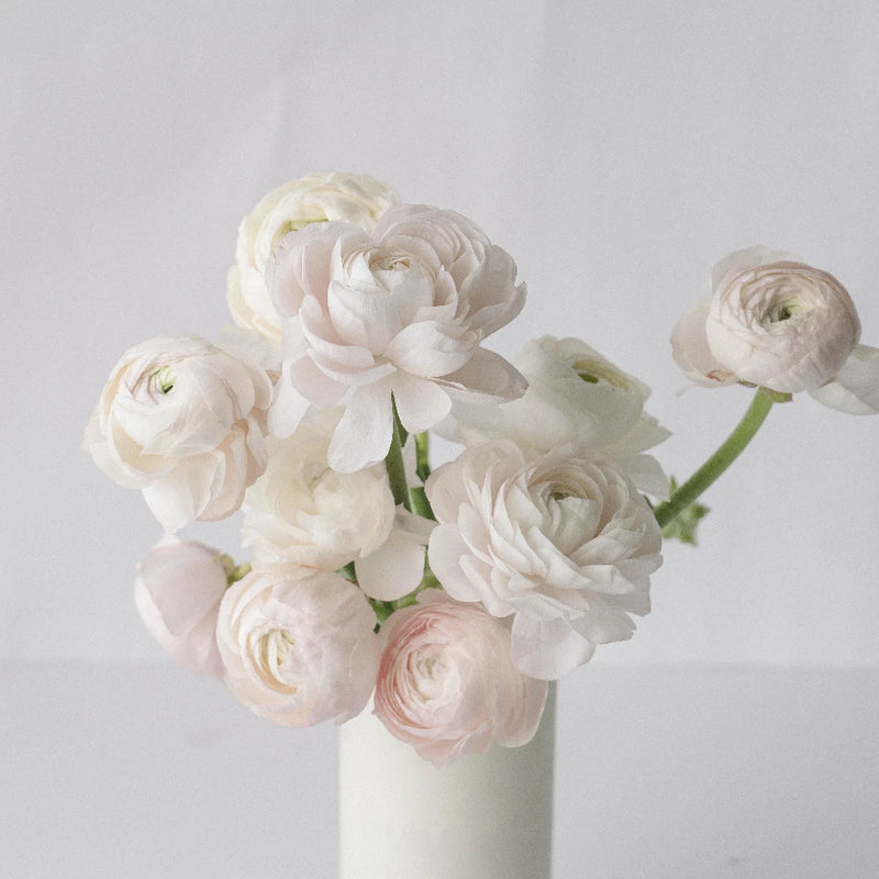 Blush Italian Cloony Ranunculus Vase - Image