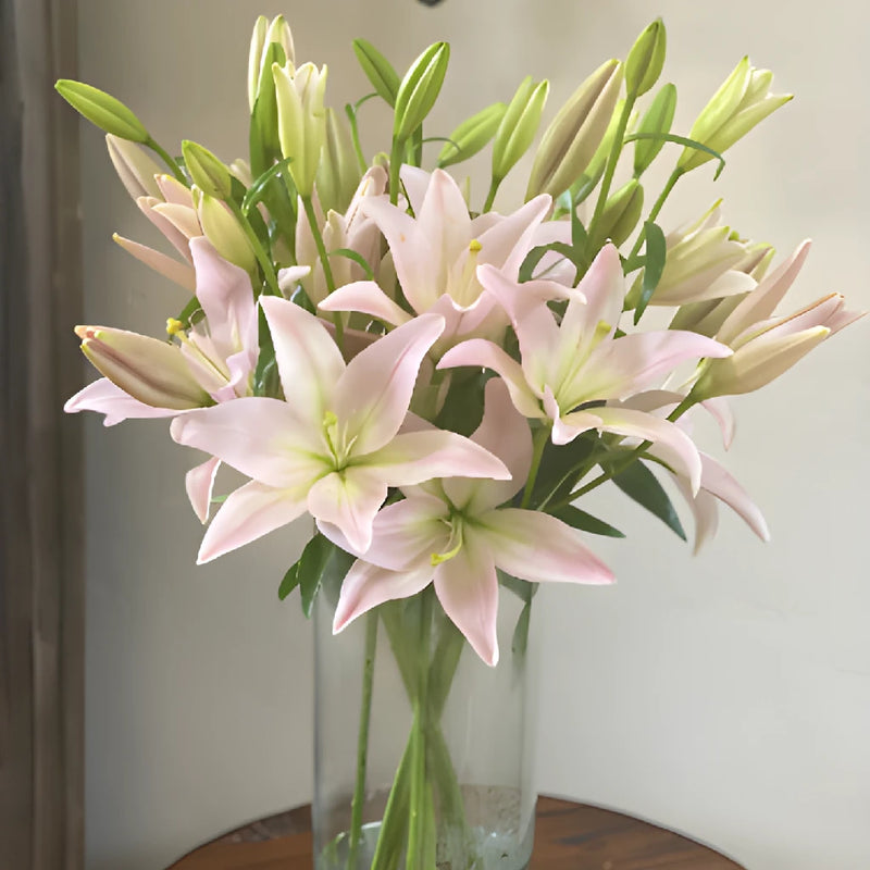 Blush Hybrid Lily