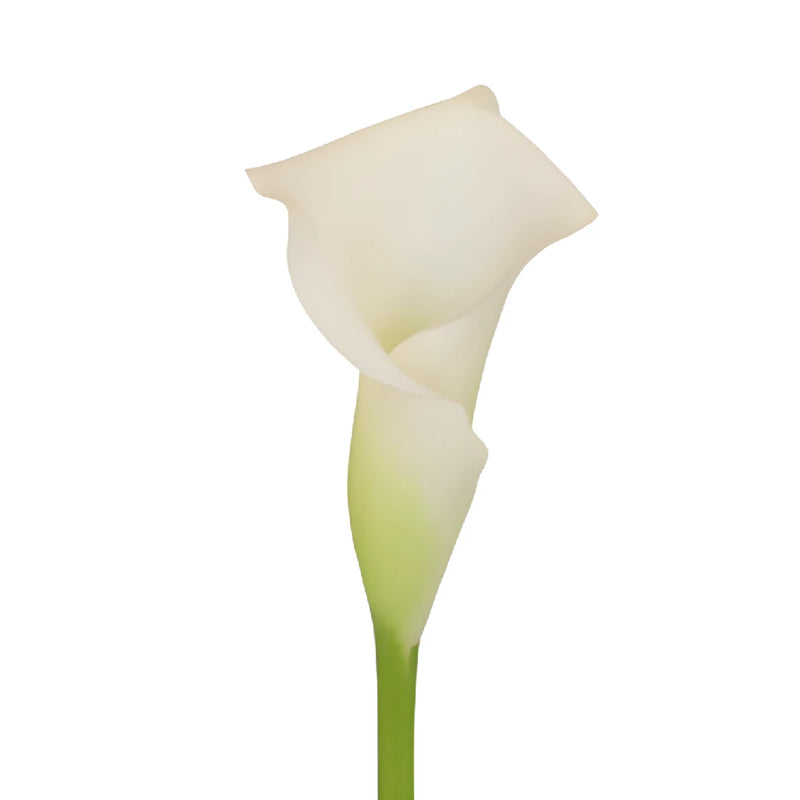 Blush Mini Calla Lily Flower