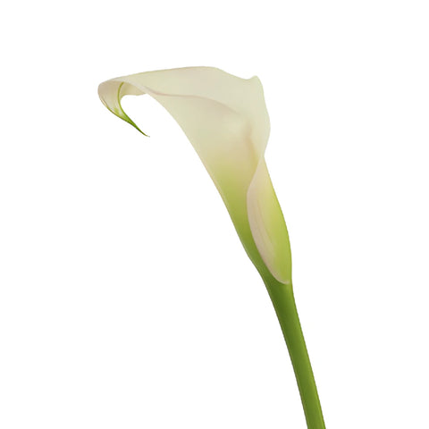 Blush Mini Calla Lily Flower