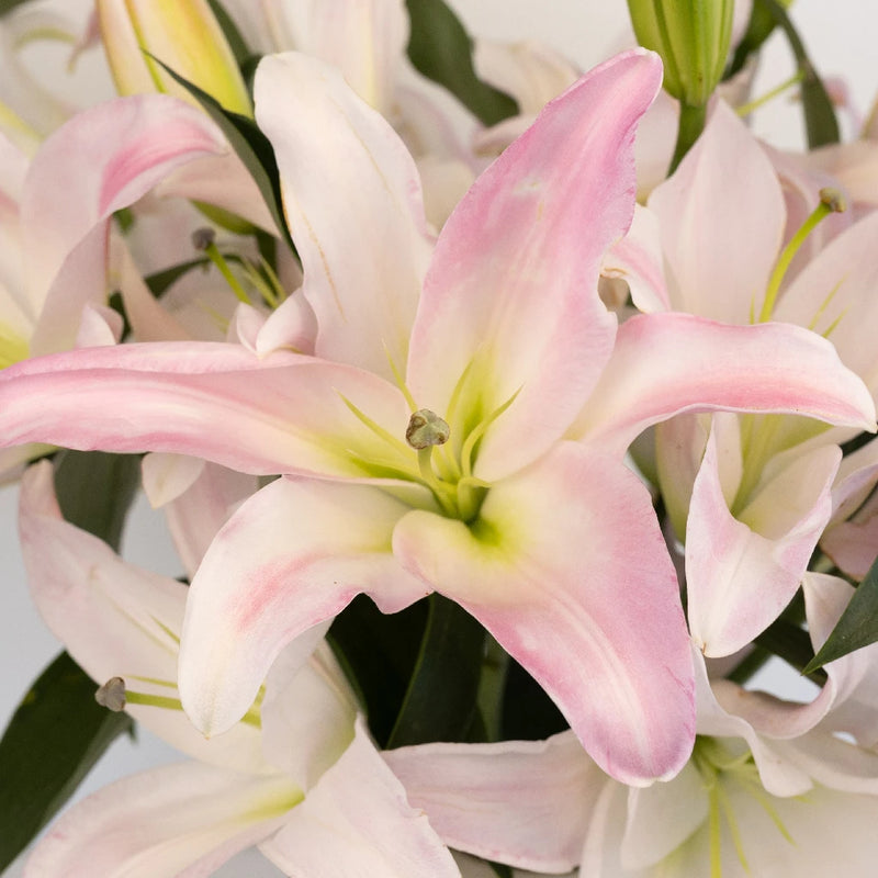 Blush Oriental Lily Close Up - Image