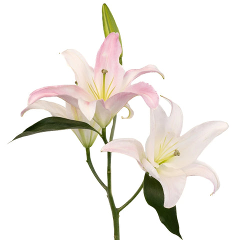 Blush Oriental Lily Stem - Image