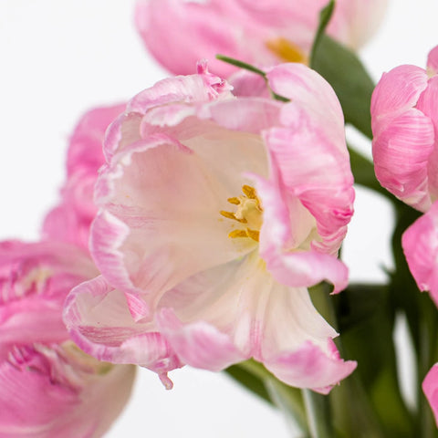 Blush Parrot Novelty Tulip Flower Up Close