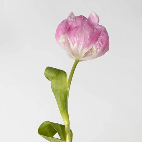Blush Parrot Tulip Flower Stem