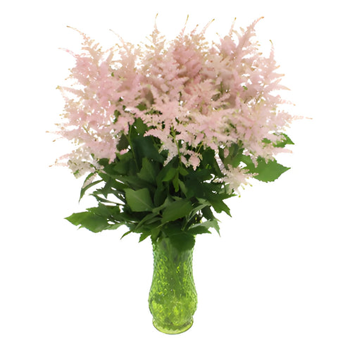Blush Pink Astilbe Flower May to October