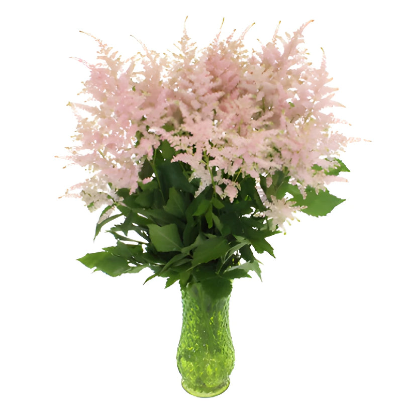 Blush Pink Astilbe Flower May to October