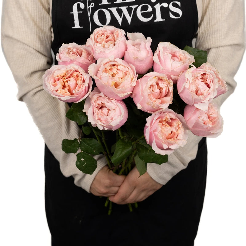 Blush Pink Garden Rose Prince Jardiniere Apron - Image