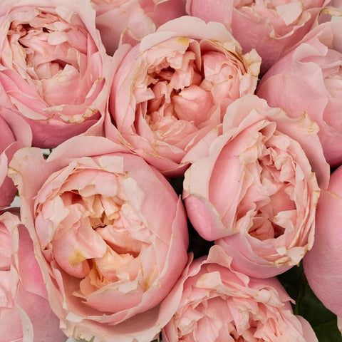 Blush Pink Garden Rose Prince Jardiniere Close Up - Image