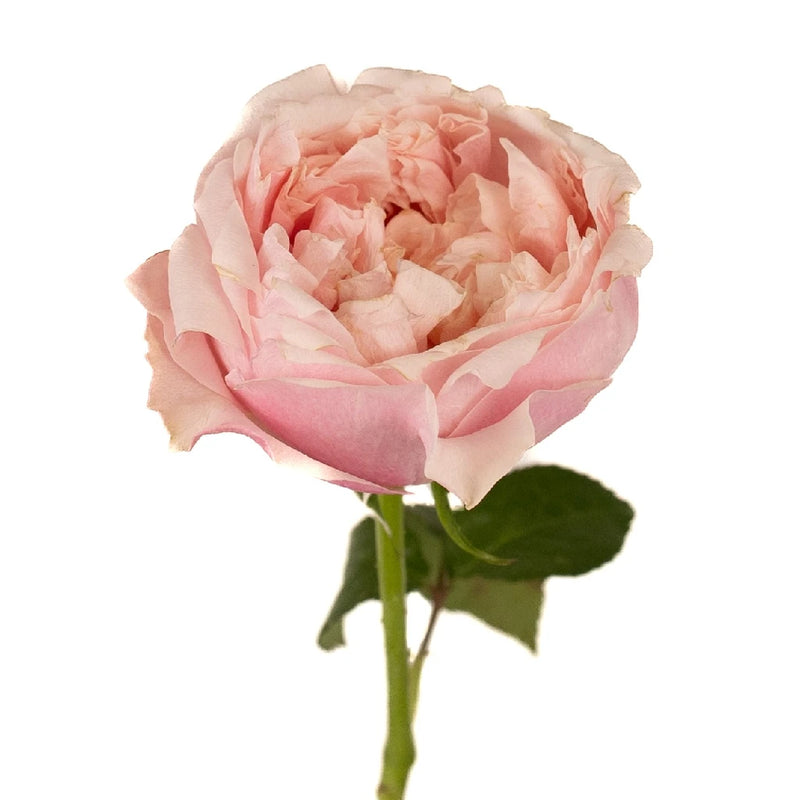 Blush Pink Garden Rose Prince Jardiniere Stem - Image