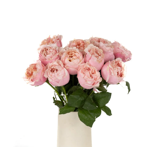 Blush Pink Garden Rose Prince Jardiniere Vase - Image
