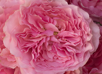 Blush Pink Garden Roses up close