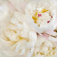 Blush Pink Peonies For Mothers Day Close Up - Image