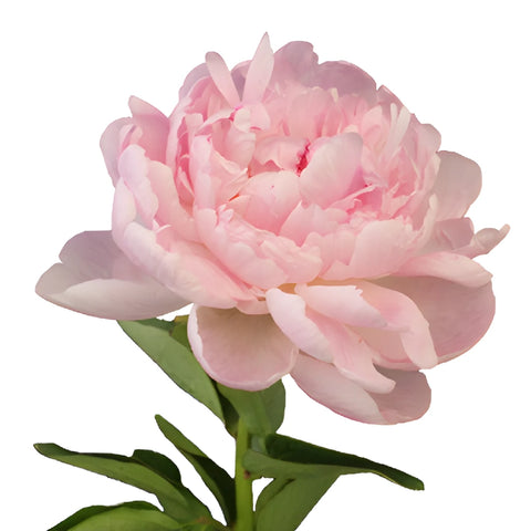 Blush Pink Peony Side Stem View