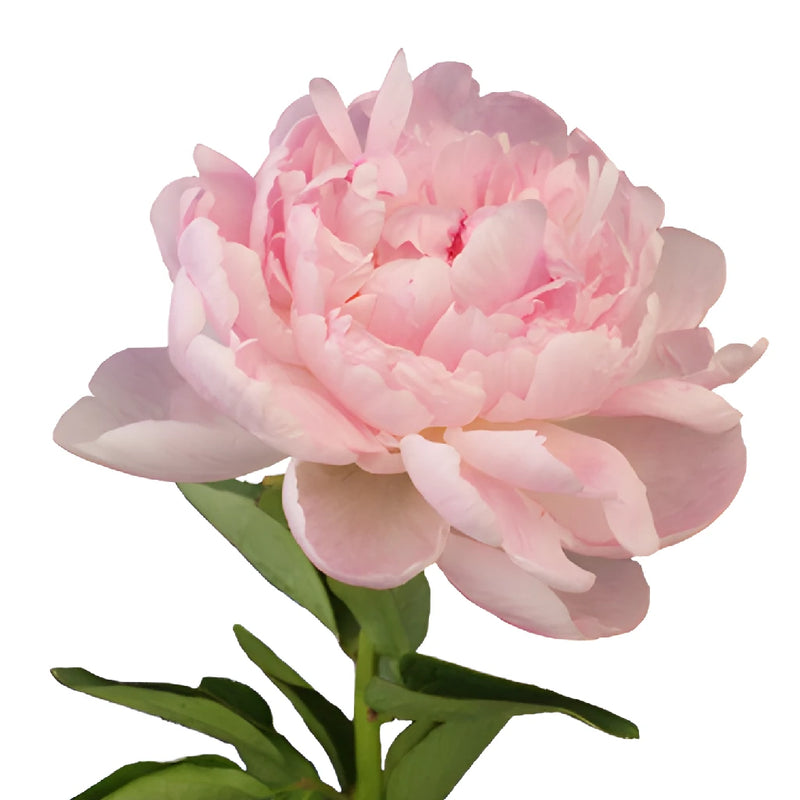 Blush Pink Peony Side Stem View