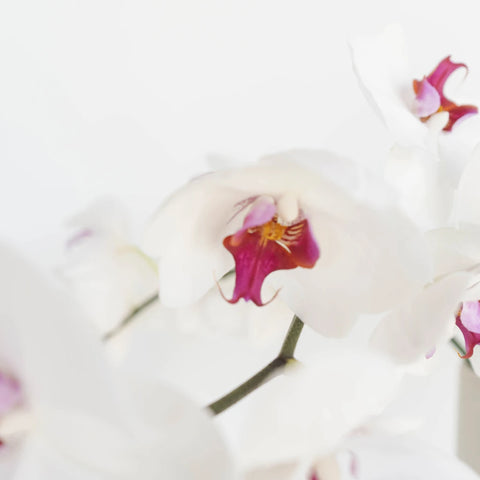 Blush Princess Phalaneoposis Close Up - Image