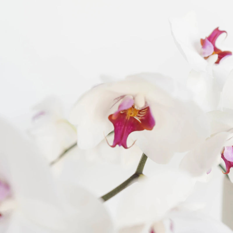 Blush Princess Phalaneoposis Close Up - Image