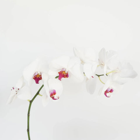 Blush Princess Phalaneoposis Stem - Image