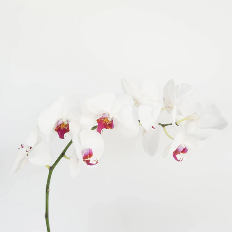 Blush Princess Phalaneoposis Stem - Image