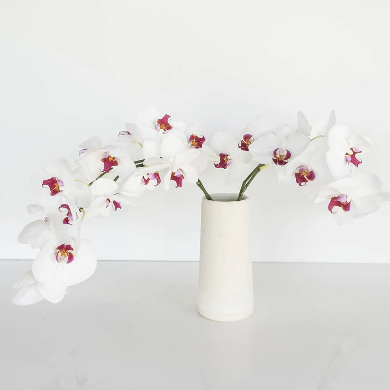 Blush Princess Phalaneoposis Vase - Image