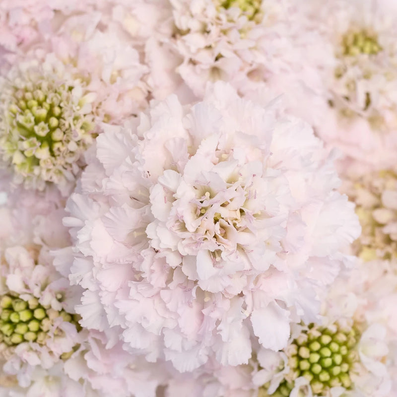 Blush Scabiosa Flower Close Up - Image