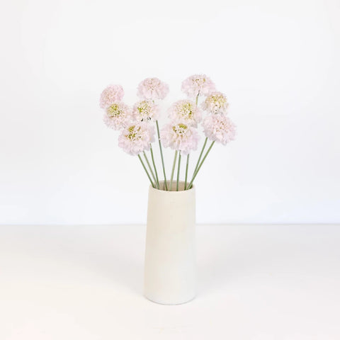 Blush Scabiosa Flower Vase - Image