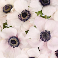 Blush White Anemones Wholesale Flowers Close Up - Image