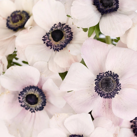 Blush White Anemones Wholesale Flowers Close Up - Image