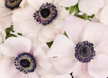 Blush White Anemones Wholesale Flowers Close Up - Image