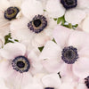 Blush White Anemones Wholesale Flowers