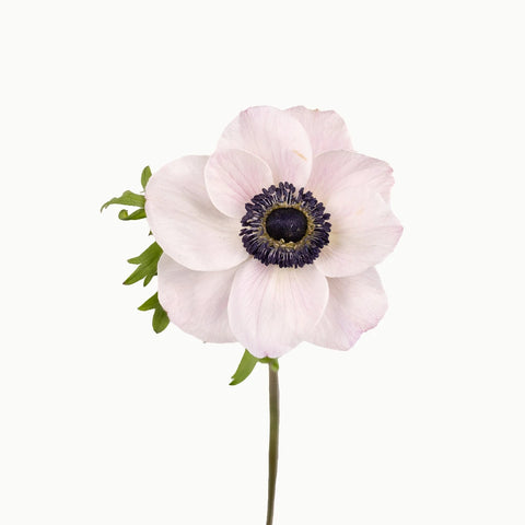 Blush White Anemones Wholesale Flowers Stem - Image