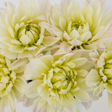 Blush White Dahlia Flower Close Up - Image