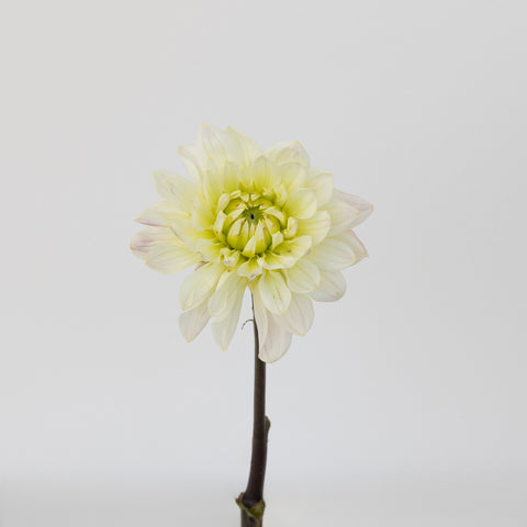 Blush White Dahlia Flower Stem - Image