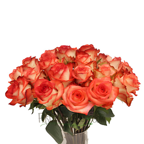 Red Blush Rose