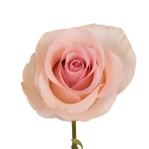 Blushing Arleen Rose Apron - Image