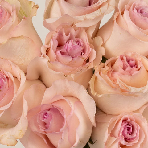 Blushing Arleen Rose Close Up - Image