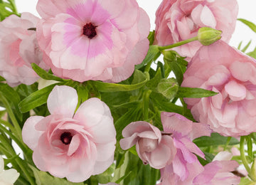 Blushing Bride Butterfly Ranunculus Flower Close Up - Image
