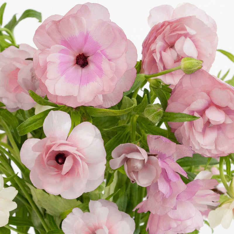 Blushing Bride Butterfly Ranunculus Flower Close Up - Image
