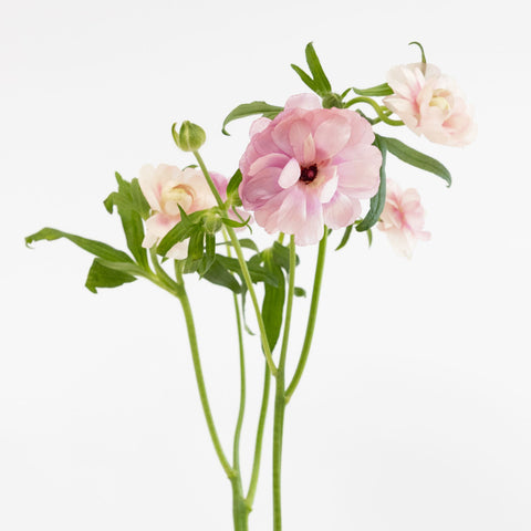 Blushing Bride Butterfly Ranunculus Flower Stem - Image