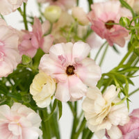 Blushing Bride Butterfly Ranunculus Flower Close Up - Image