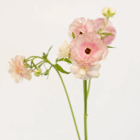 Blushing Bride Butterfly Ranunculus Flower Stem - Image