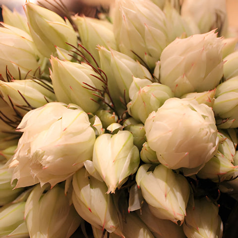 Blushing Bride Protea Flower
