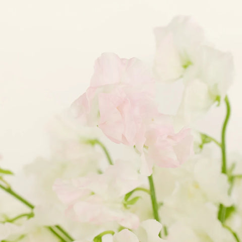 Blushing Bride White Designer Japanese Sweet Peas Close Up - Image