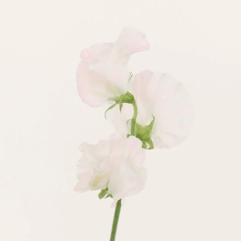 Blushing Bride White Designer Japanese Sweet Peas Stem - Image