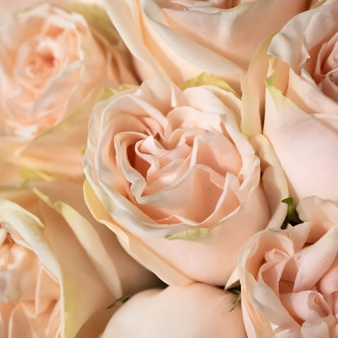 Blushing Garden Spirit Roses Apron - Image