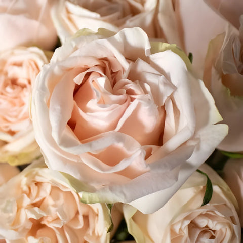 Blushing Garden Spirit Roses Close Up - Image