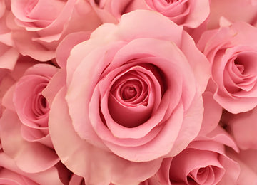 Blushing Akito Bubblegum Pink Rose