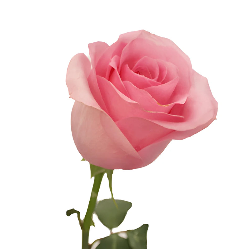 Blushing Akito Bubblegum Pink Rose