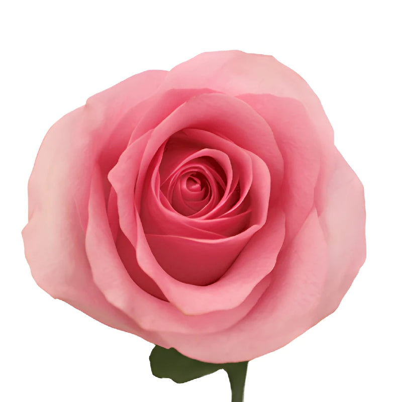 Blushing Akito Bubblegum Pink Rose