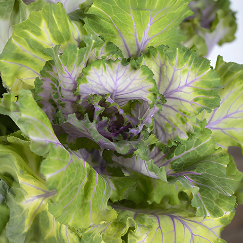 Green Lavender Ornamental Kale Flowers