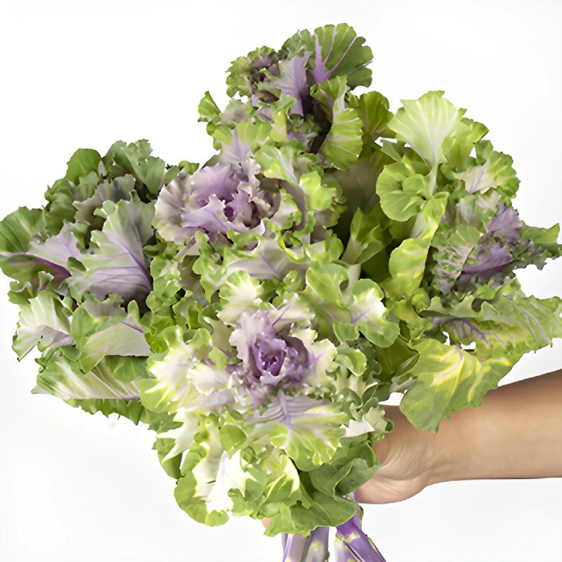 Green Lavender Ornamental Kale Flowers
